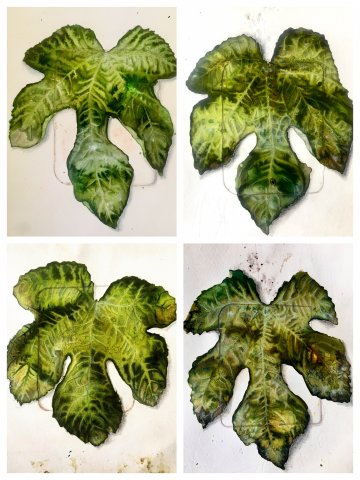 Estudio de las hojas de higuera 2